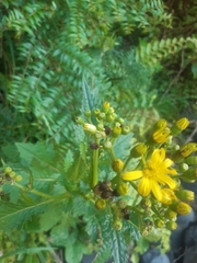 Senecio rufiglandulosus