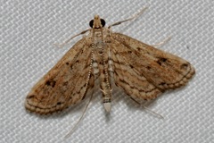 Parapoynx allionealis