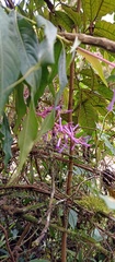 Palicourea angustifolia