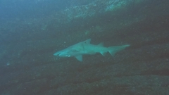 Carcharias taurus