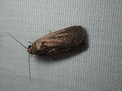 Athetis tenuis