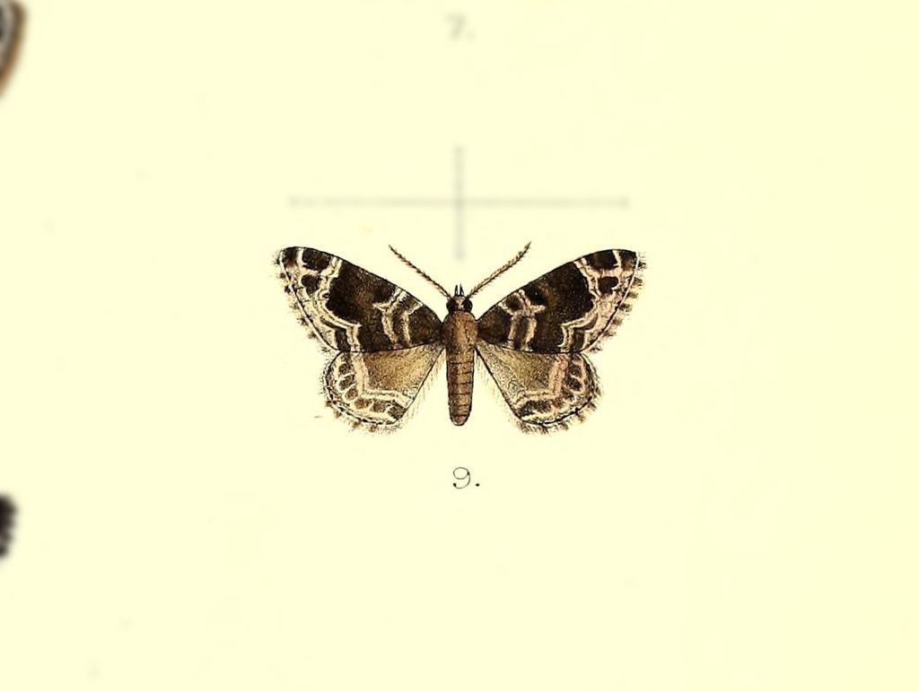 Lampropteryx jameza