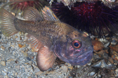 Vincentia conspersa