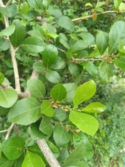 Casearia aculeata