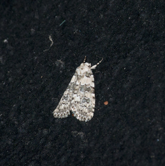 Bryophila domestica