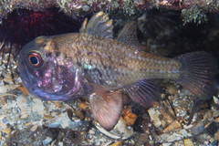 Vincentia conspersa