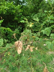 Mimosa debilis