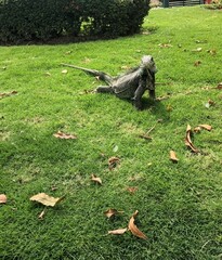 Iguana iguana