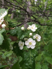 Crataegus fluviatilis