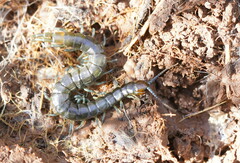 Cormocephalus esulcatus