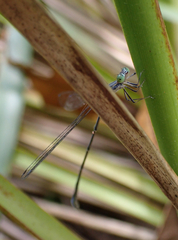 Rhadinosticta simplex