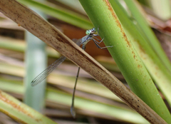 Rhadinosticta simplex