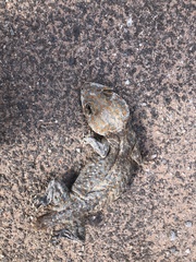Gekko gecko