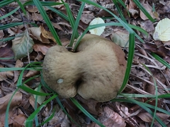 Leccinellum pseudoscabrum