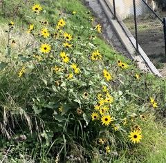Helianthus annuus