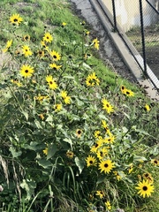 Helianthus annuus