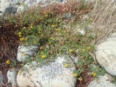 Lotus suaveolens