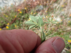Lotus suaveolens