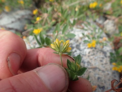 Lotus suaveolens