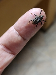 Curculionidae