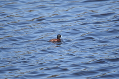 Oxyura ferruginea