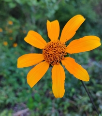 Tithonia