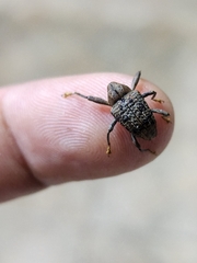 Curculionidae