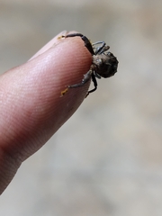 Curculionidae