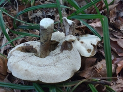 Leccinellum pseudoscabrum