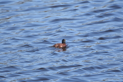 Oxyura ferruginea