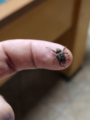 Curculionidae