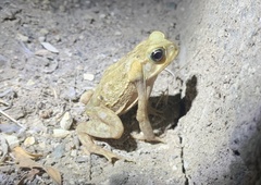 Rhinella horribilis