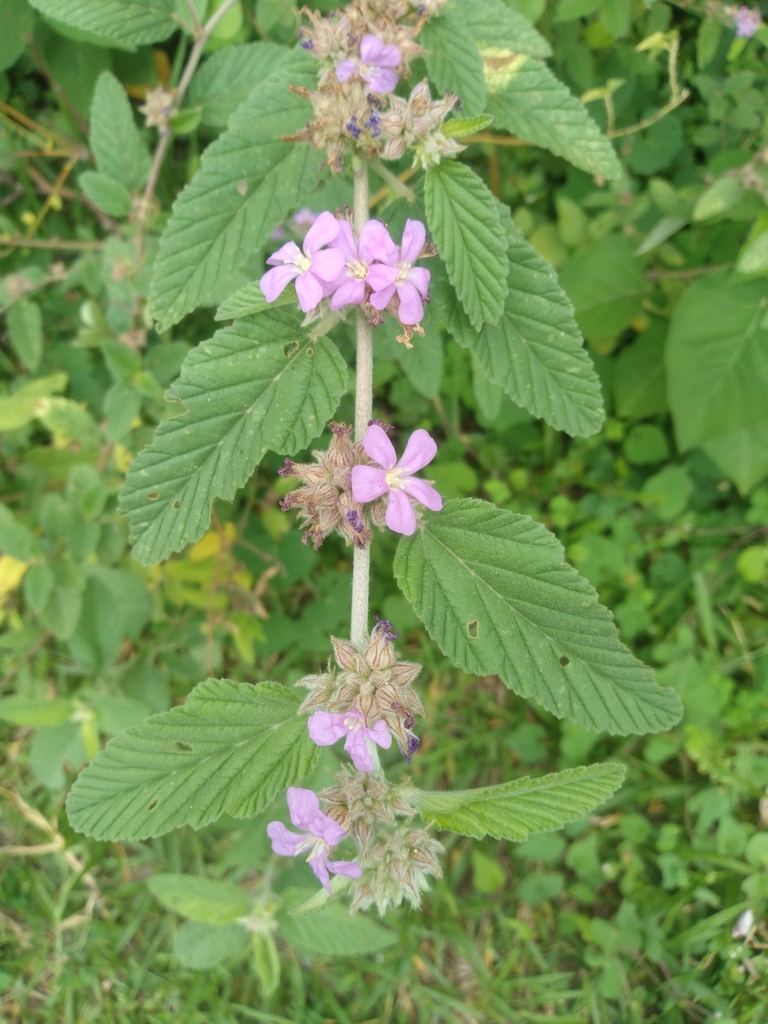 Melochia werdermannii