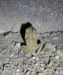 Rhinella horribilis