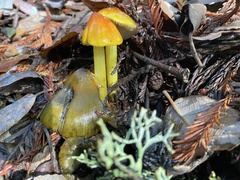 Hygrocybe singeri
