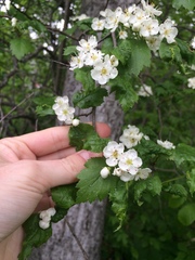 Crataegus fluviatilis