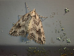 Pseudocoremia rudisata