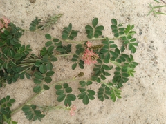 Indigofera suffruticosa