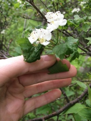 Crataegus fluviatilis