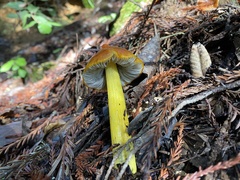 Hygrocybe singeri