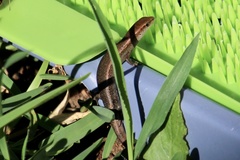 Lampropholis delicata