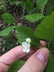 Crataegus chrysocarpa phoeniceoides