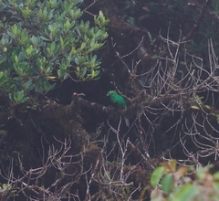 Pharomachrus mocinno