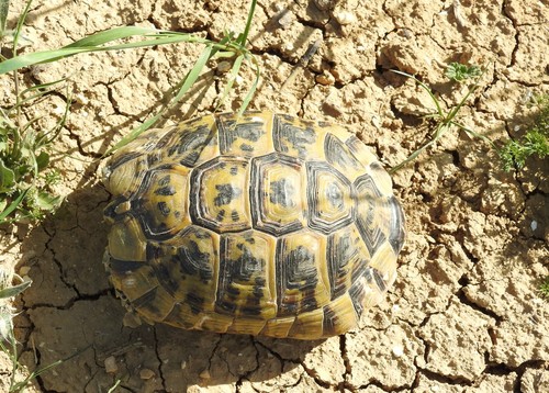 Greek Tortoise