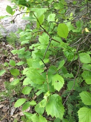 Crataegus chrysocarpa phoeniceoides
