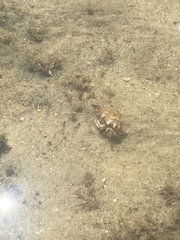 Clibanarius taeniatus