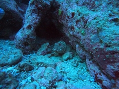 Scorpaena jacksoniensis