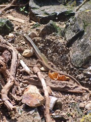 Oligosoma kokowai