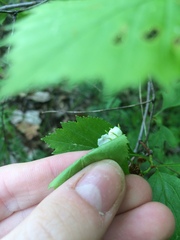 Crataegus chrysocarpa phoeniceoides