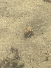 Clibanarius taeniatus